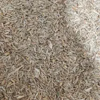 خوراک دام