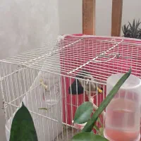 کبوتر گمشده