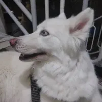 سگ هاسکی سفید