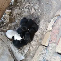 توله سگ