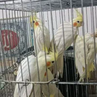 عروس هلندی بالغ