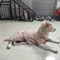 خانه سگ و گربه تمام فلزی