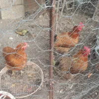 فروش مرغ محلی تخم گذار