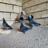 کبوتر صداداربازی صاف کرده