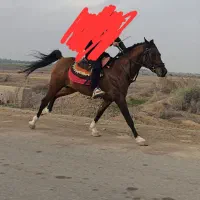 اسب|اسب و تجهیزات اسب‌سواری|چمران, |دیوار