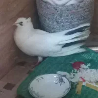 کبوتر طوقی خال مشکی