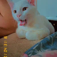 گربه اسکاتیش نر ۸ ماهه