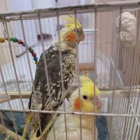 عروس هلندی