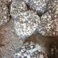 سیر شهداد