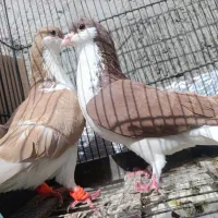 کبوتر رنگی|پرنده|سراوان, |دیوار