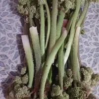 گیاه ریواس