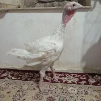 بوقلمون
