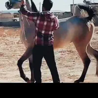 اسب|اسب و تجهیزات اسب‌سواری|مبارکه, |دیوار