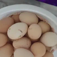 تخم مرغ.|خوردنی و آشامیدنی|نهاوند, |دیوار