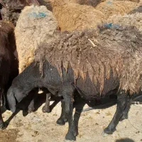 میش بره بزغاله