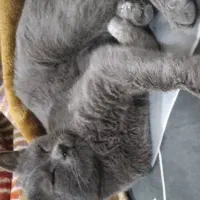 گربه واگذغری