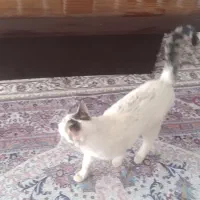 واگذاری گربه نر