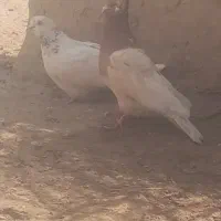 کبوتر رنگه