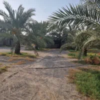 فروش محصول نخل برحی