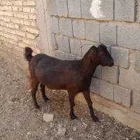 فروش بز دوقلوزا سالمو سرحال