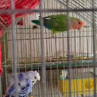 طوطی برزیلی و مرغ عشق پروانه ای