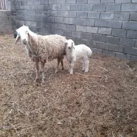 میش زاییده با بره نر