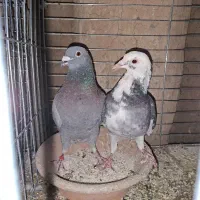 پلاکی نرو ماده شکار