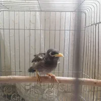 مرغ مینا دون خور دستی  پرنده طوطی جوجه