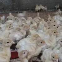 جوجه بوقلمون 3 روزه بیوتی6