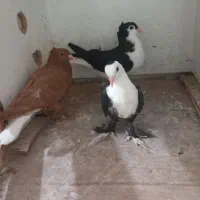 ۷تا جوونه