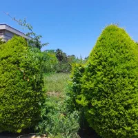 زمین-500-متری-خوش-قواره-مستطیلی-سند-دار