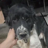 سگ درجه یک به شرط