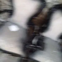 رنگ و پلی استر