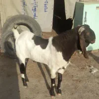 نر بز پاکستانی اصل