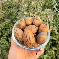 نهال گردو پکان امریکایی پیوندی