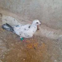 سار