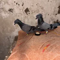 کبوتر چوینی