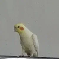 عروس هلندی جنسیت نر بازیگوش و‌سخنگو