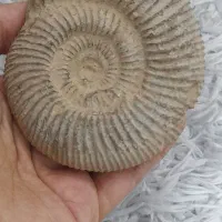 فسیل زیبا