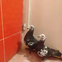 نروماده بزک سیاه درجه 1و خطی