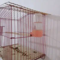 جوجه قناری باغی