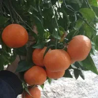 خدمات کشاورزی