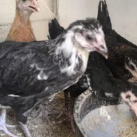 جوجه محلی اصل 3ماه