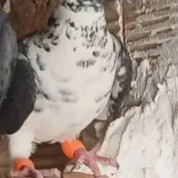 کبوتر