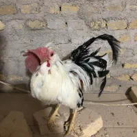 مرغ و خروس محلی