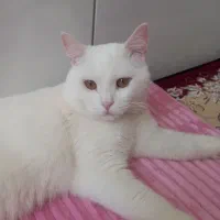 گربه خانگی نژاد پرشین