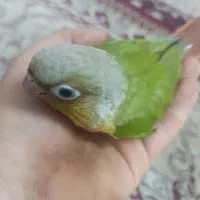 جوجه گرینچک آناناسی
