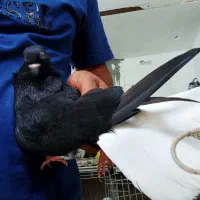 ماده تازه ده پری ۱۷پردم