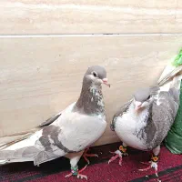 کفتر