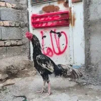 خروس لاری